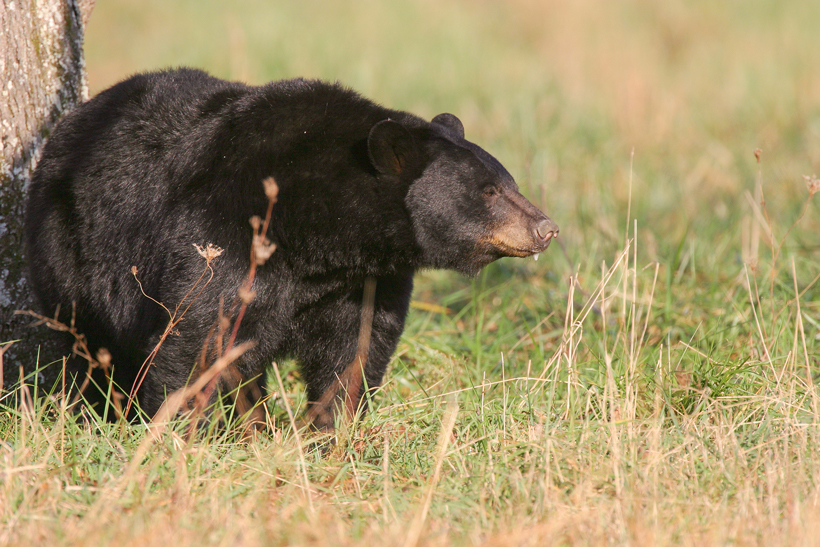 New Utah bear hunting seasons for 2015 New Utah bear hunting seasons for 2015