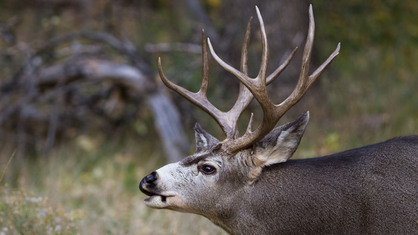 New permit mule deer district in Montana New permit mule deer district in Montana