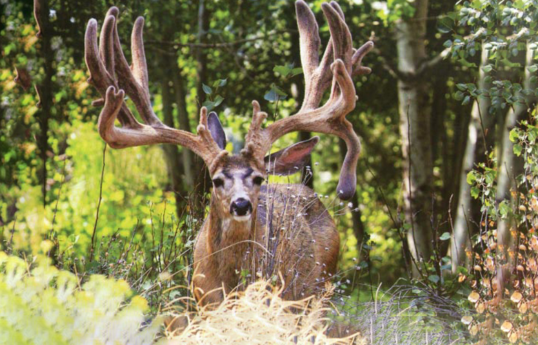 Oregon Buck Norris buck is dead Oregon Buck Norris buck is dead