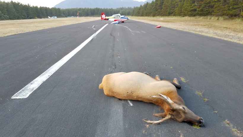 Oregon plane crash after hitting elk Oregon plane crash after hitting elk