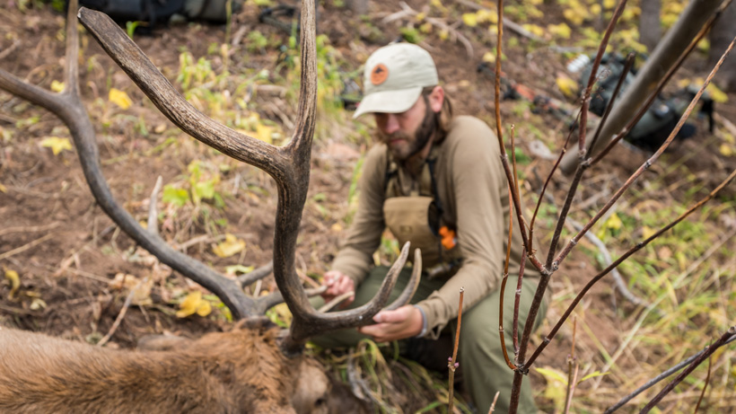 Overview Of Colorado S Elk Hunting Opportunities Gohunt