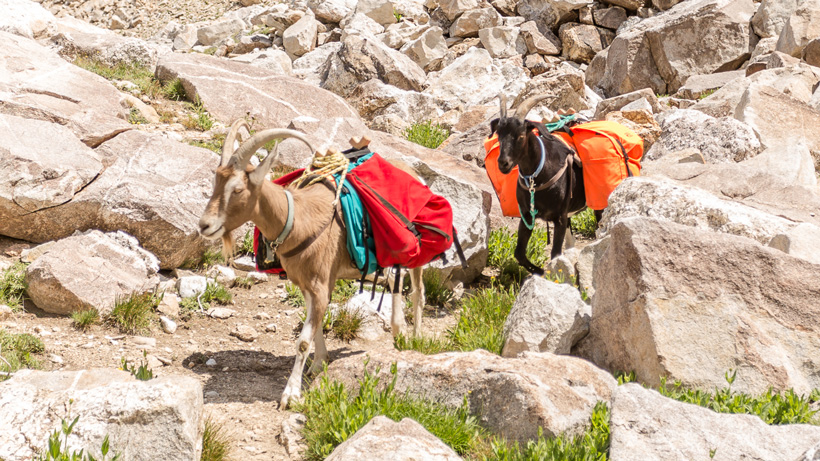 Pack goats in the backcountry Pack goats in the backcountry