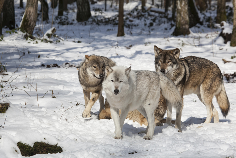 Pack of wolves Pack of wolves