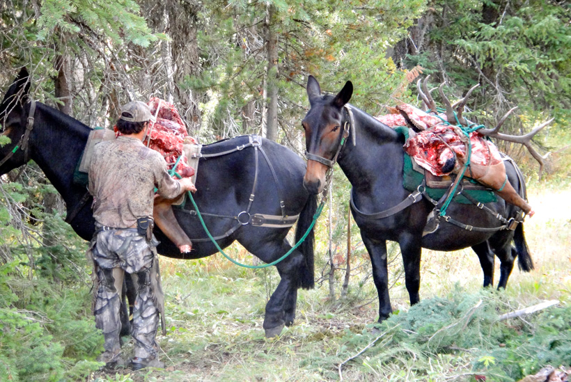 Packing out a bull elk with horses Packing out a bull elk with horses