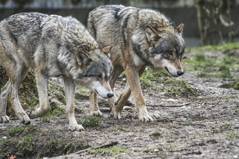 Pair of Oregon wolves Pair of Oregon wolves
