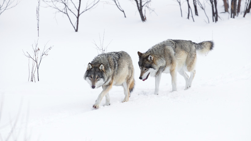 Pair of wolves in snow Pair of wolves in snow