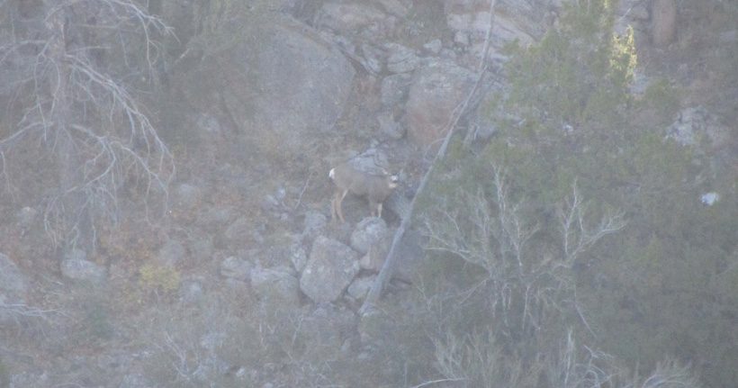 Passed up mule deer in 2014 Passed up mule deer in 2014