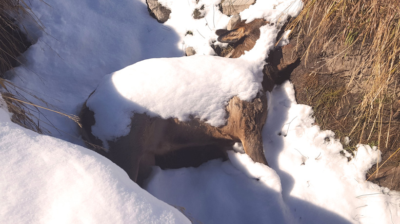 Poached Wyoming elk taken by Bill Busbice Poached Wyoming elk taken by Bill Busbice