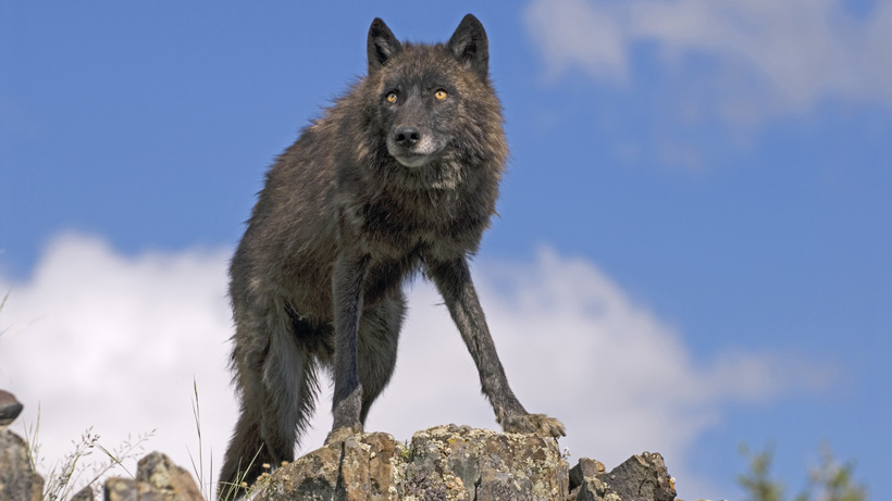 Possible Montana trapping ban on public lands Possible Montana trapping ban on public lands