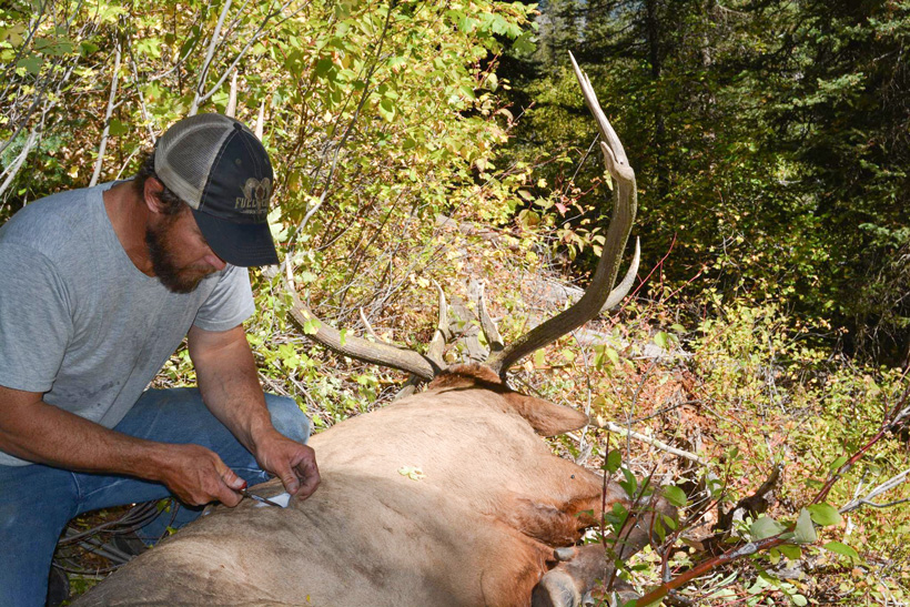 Persistence proves to be the best tactic for elk goHUNT
