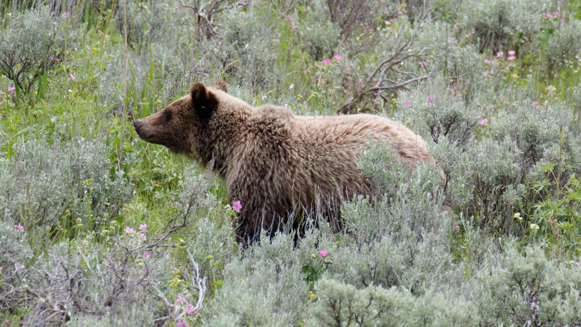 Reintroducing grizzlies to California Reintroducing grizzlies to California