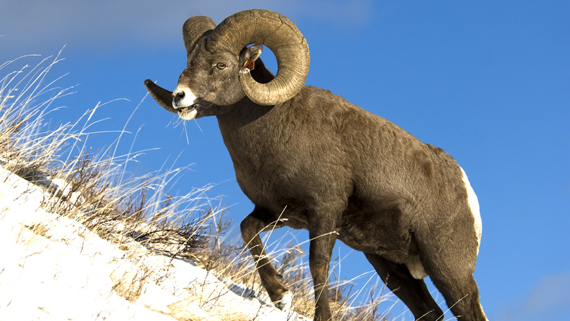 Rocky bighorn sheep on ridge Rocky bighorn sheep on ridge