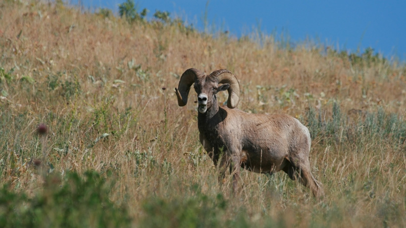 South Dakota Bighorn Sheep South Dakota Bighorn Sheep