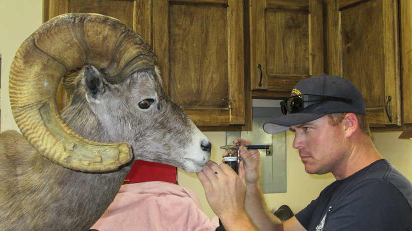 Taxidermy care for lasting results Taxidermy care for lasting results