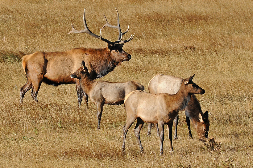 Small group of elk Small group of elk