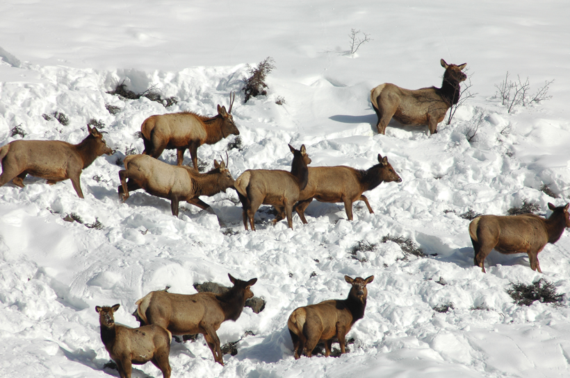 Small herd of elk Small herd of elk