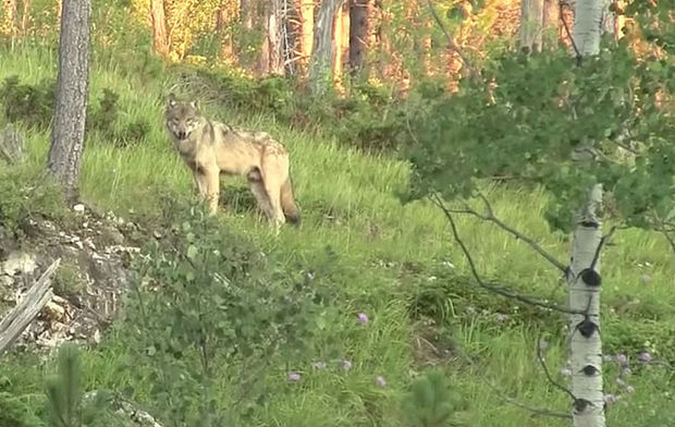 South Dakota wolf sighting South Dakota wolf sighting