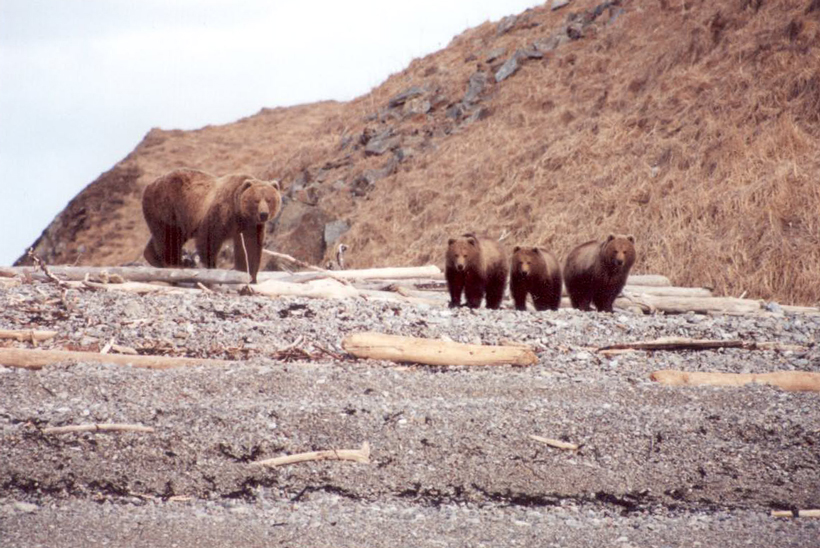 Sow brown bear and three cubs Sow brown bear and three cubs
