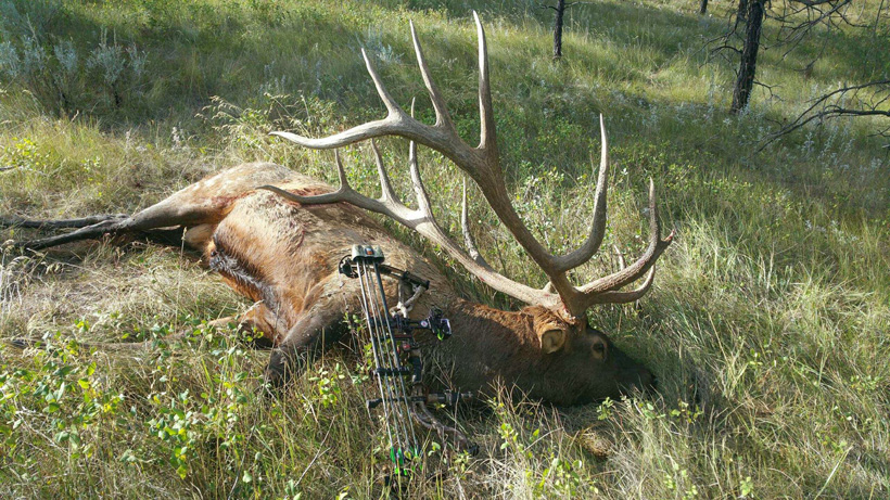 Steve Felix Montana archery world record elk field photo Steve Felix Montana archery world record elk field photo