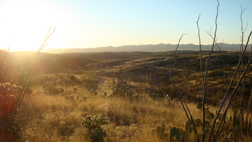 Sunrise hunting in the desert Sunrise hunting in the desert