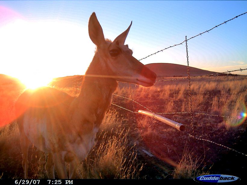 Trail camera photo of antelope crossing fence Trail camera photo of antelope crossing fence
