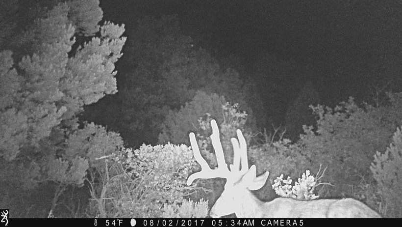 Trail Camera Placement Tips Gohunt