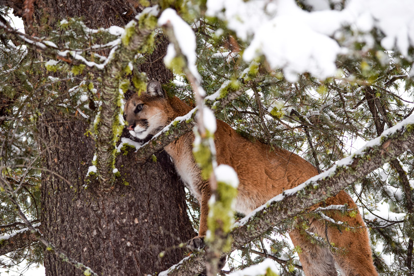 the political spiral of mountain lions in california gohunt the political spiral of mountain lions in california gohunt