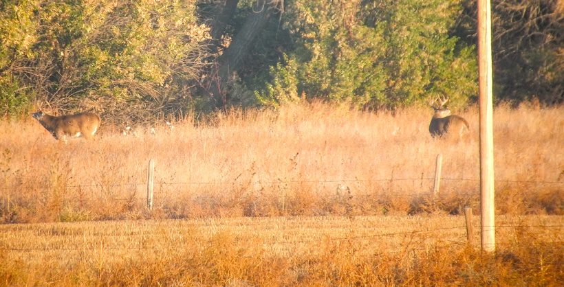 Two whitetail bucks Two whitetail bucks