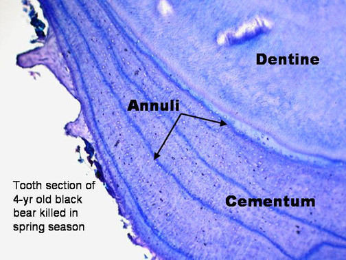 Black Bear Teeth Black Bear Teeth
