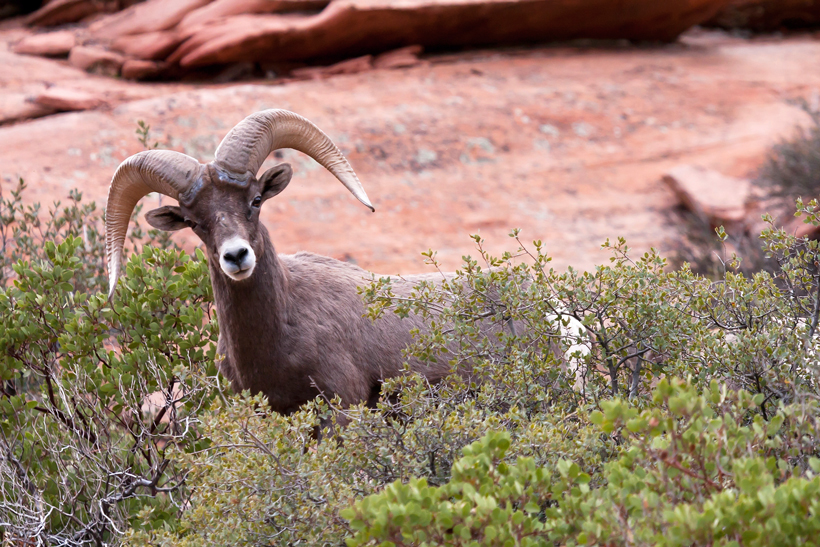 Utah bighorn sheep Utah bighorn sheep