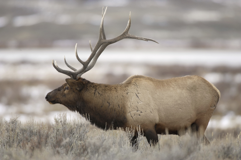Utah extended hunt change Utah extended hunt change