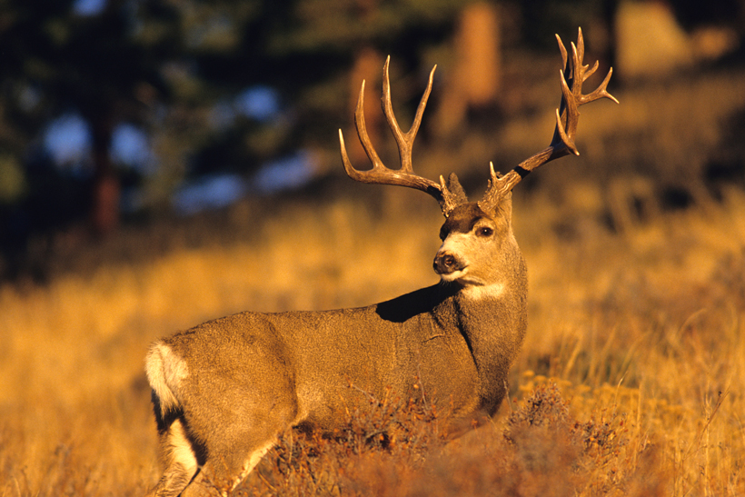 Utah extended hunt change Utah extended hunt change