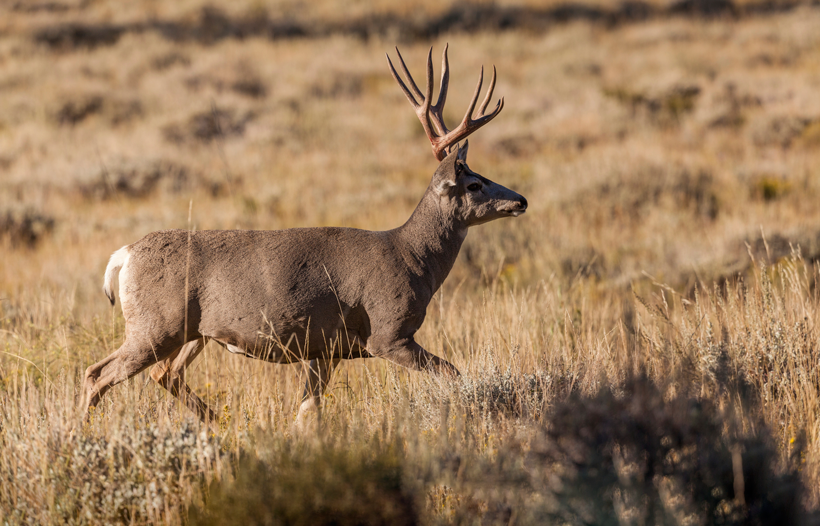 Utah mule deer population increase Utah mule deer population increase