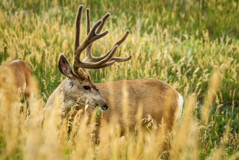 Velvet mule deer buck in tall grass Velvet mule deer buck in tall grass