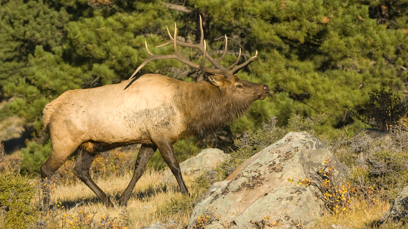 Walking bull elk Walking bull elk