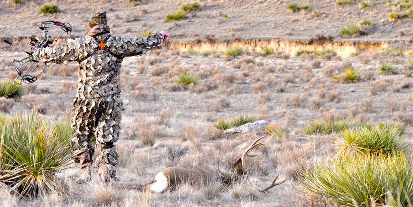 Walking up to an archery mule deer buck Walking up to an archery mule deer buck