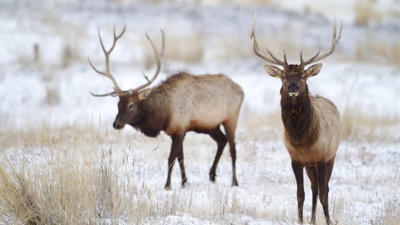 Washington Elk Washington Elk