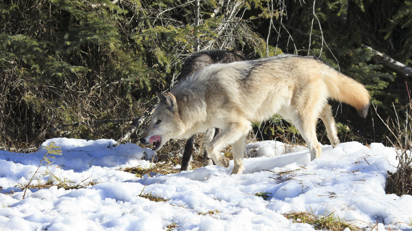 Washington Wolf Washington Wolf