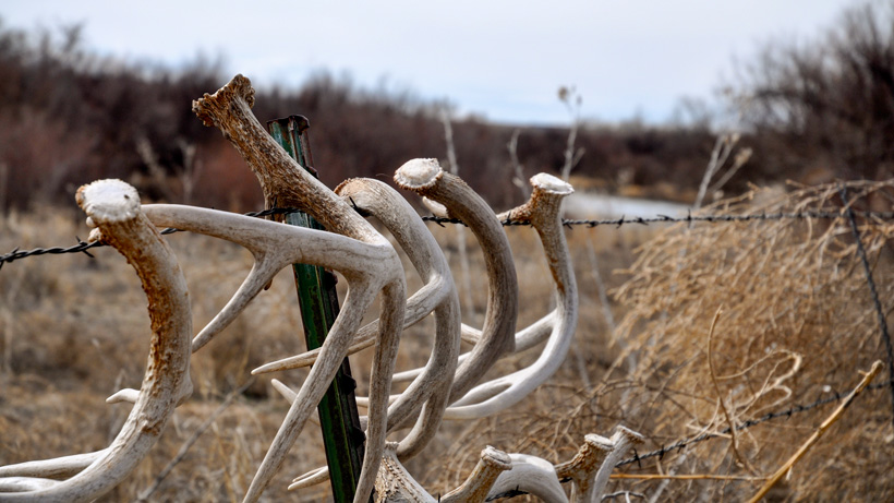 Whitetail buck sheds hanging on fence Whitetail buck sheds hanging on fence