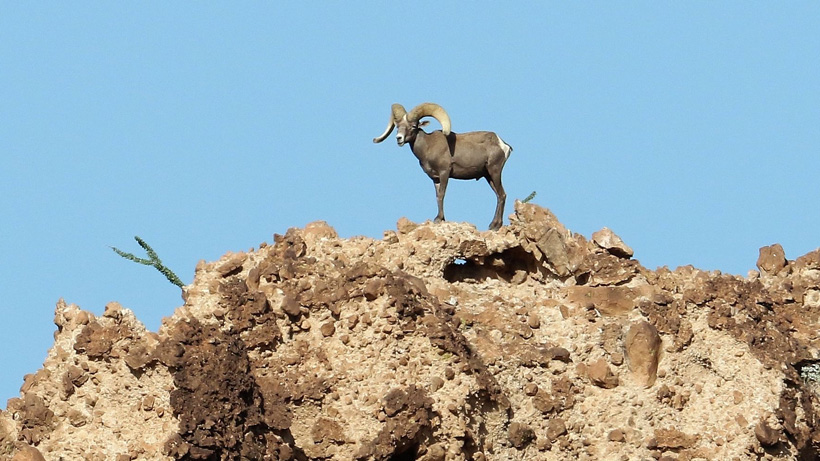 Franks wide flaring desert bighorn sheep 2 Franks wide flaring desert bighorn sheep 2