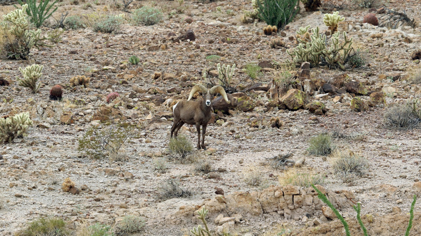 Franks wide flaring horned desert bighorn sheep Franks wide flaring horned desert bighorn sheep