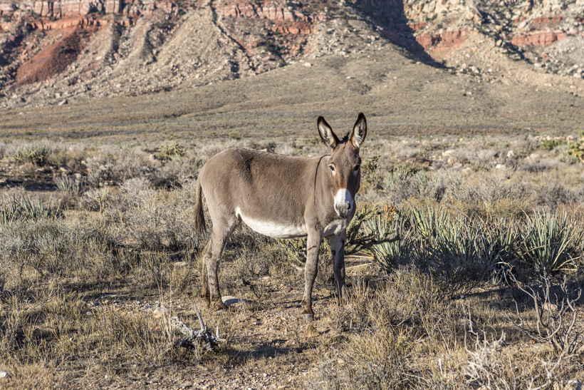Wild burros impacting wildlife Wild burros impacting wildlife