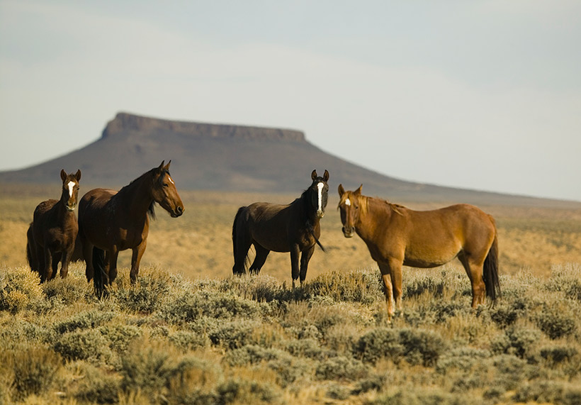 Wild horses Wild horses