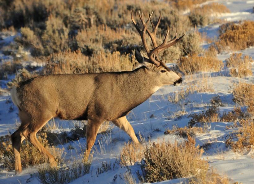 Winter range mule deer buck Winter range mule deer buck
