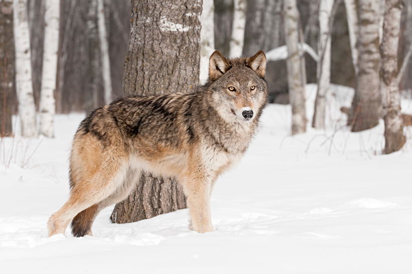 More wolf kills in Washington More wolf kills in Washington