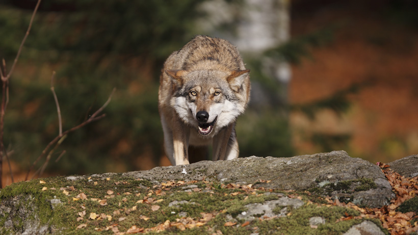 Wolf in the summer Wolf in the summer