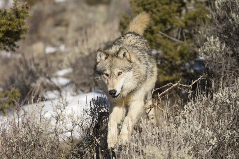 Wolf populations in Idaho Wolf populations in Idaho
