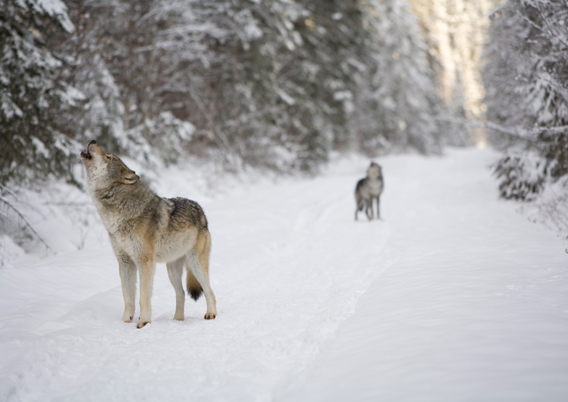 Wolves howling in the snow Wolves howling in the snow