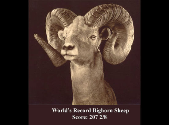 World record bighorn sheep for sale World record bighorn sheep for sale