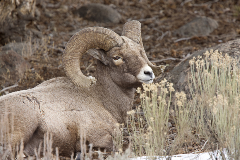 Wyoming bighorn sheep Wyoming bighorn sheep